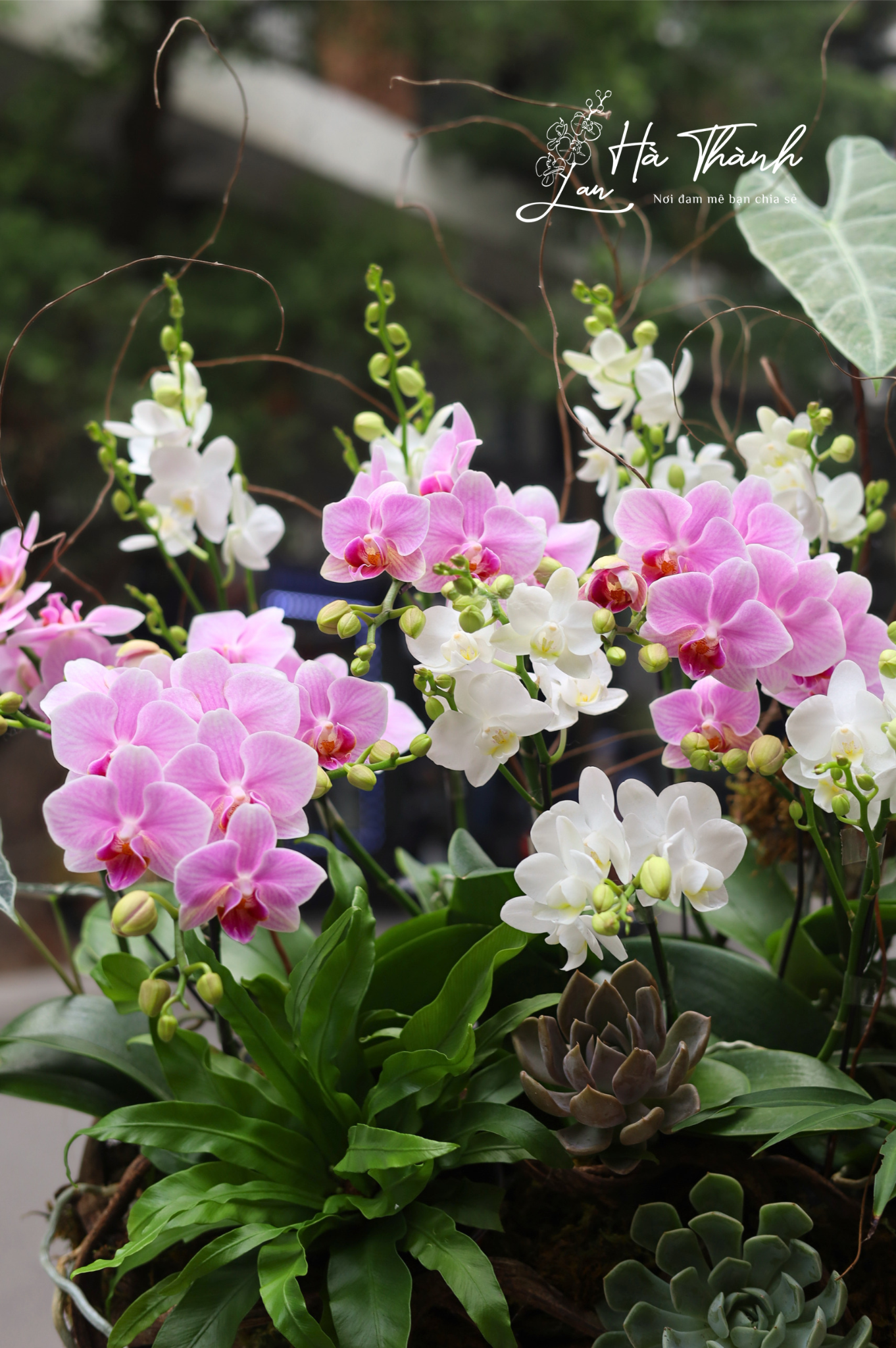 Chậu Lan Hồ Điệp tiểu cảnh “Khúc Giao Vân” – Thiết kế hồng trắng tinh tế từ Lan Hà Thành